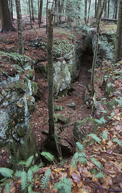 Trees growing on top of the blocks for rocks.